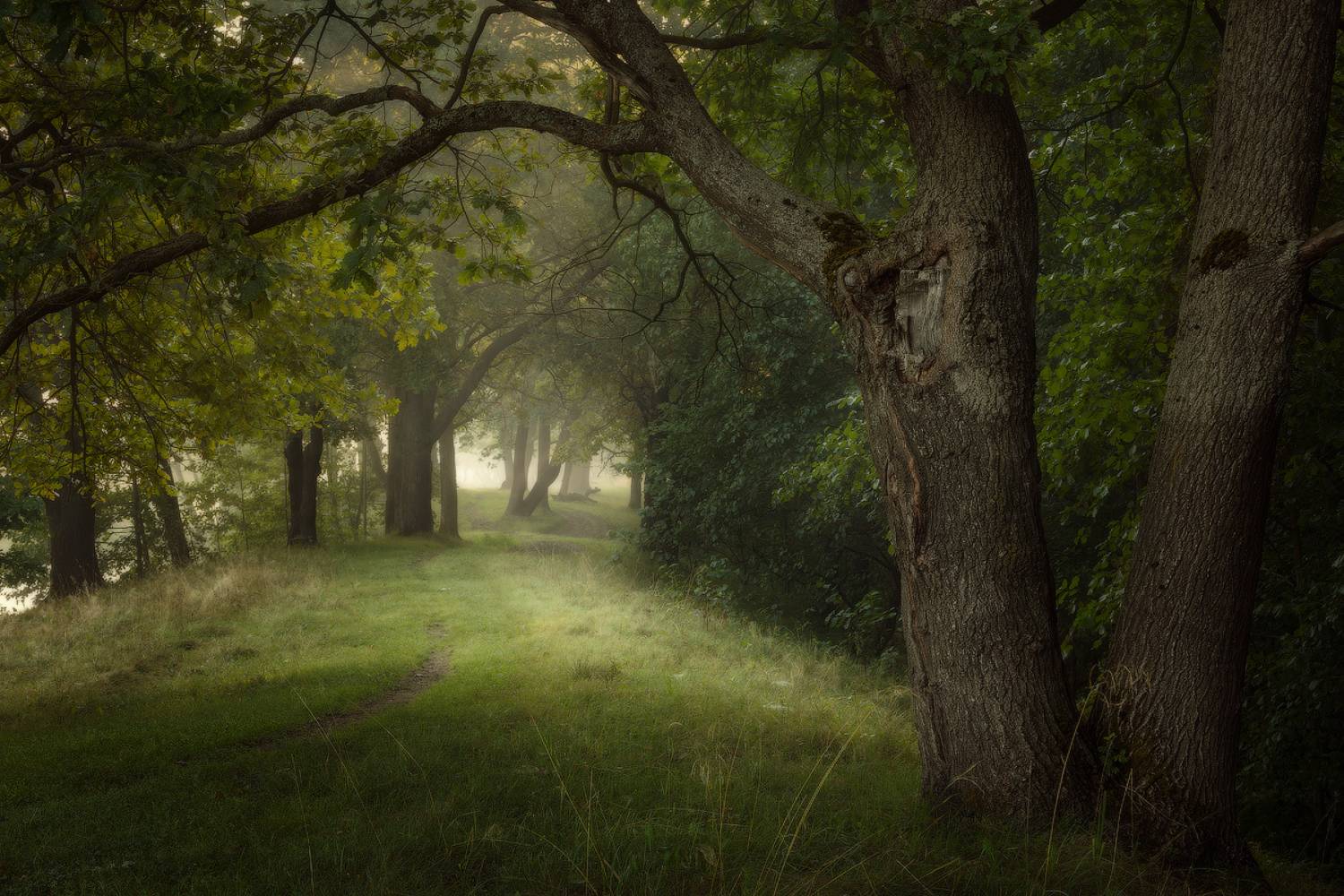 природа, лес, осень, деревья, Михаил Корнилов