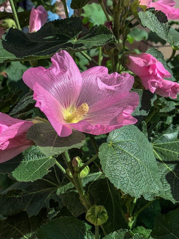 *** фото превью