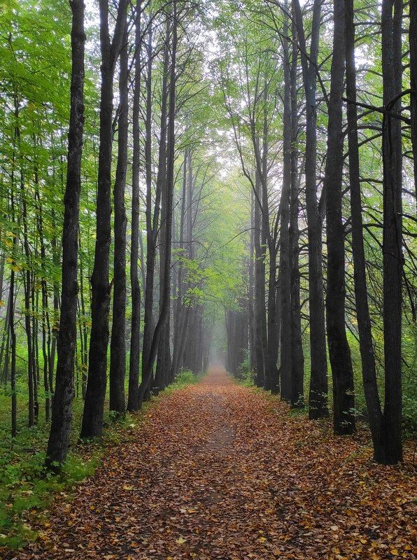 Не осень.... фото превью
