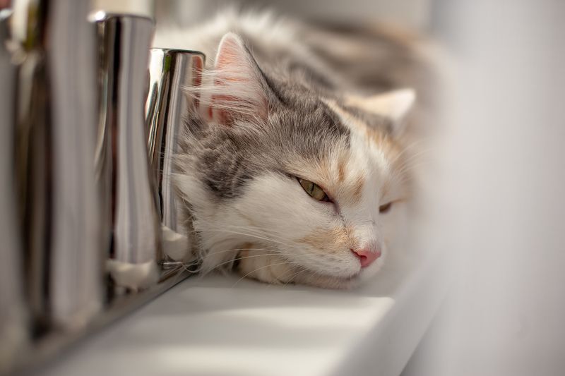 cat фото превью