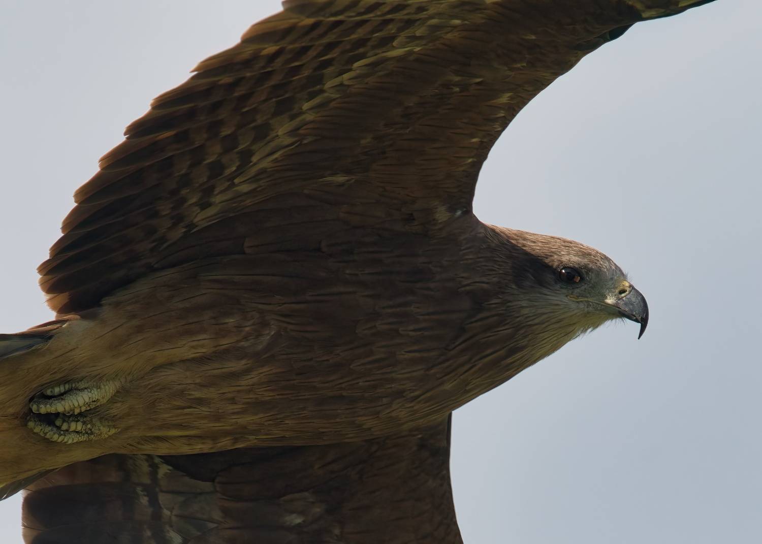 , Большаков Алексей