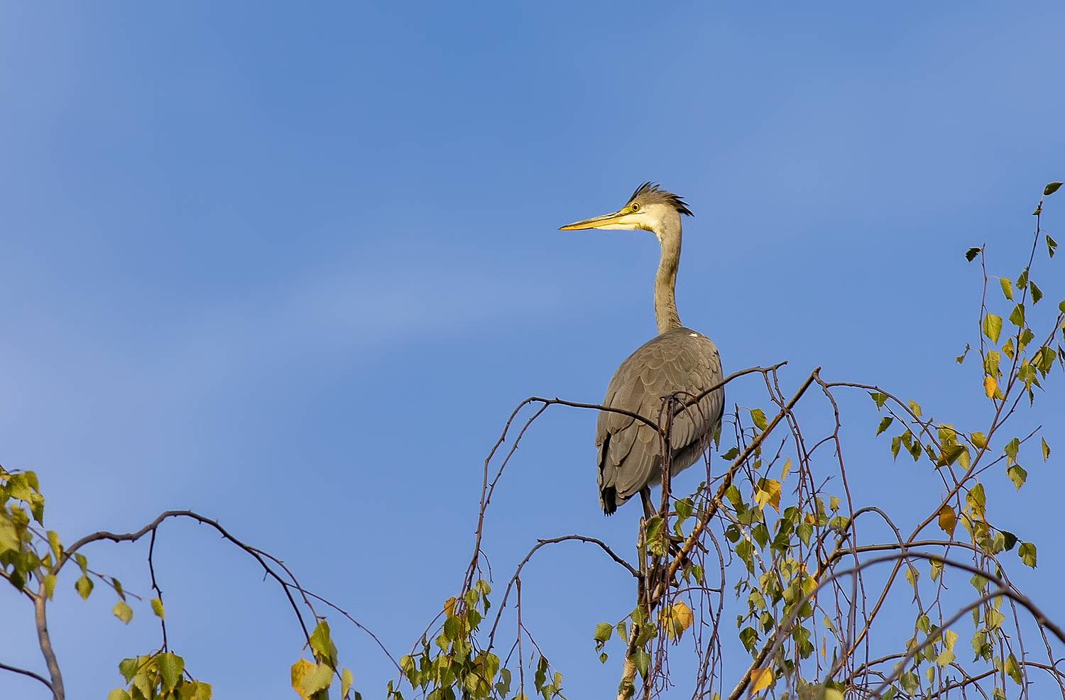 птицы, болото, цапля, дерево, Широких Александр