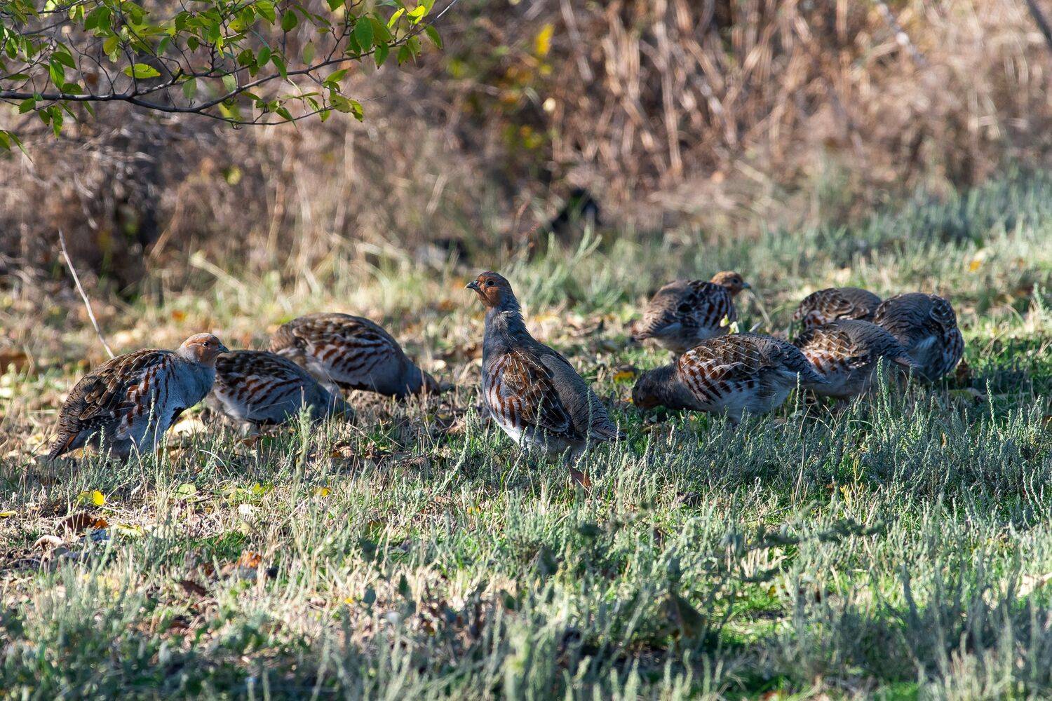 volgogad, russia, wildlife, perdix perdix, bird, birds, birdswatching, volgograd, russia, wildlife,, Сторчилов Павел
