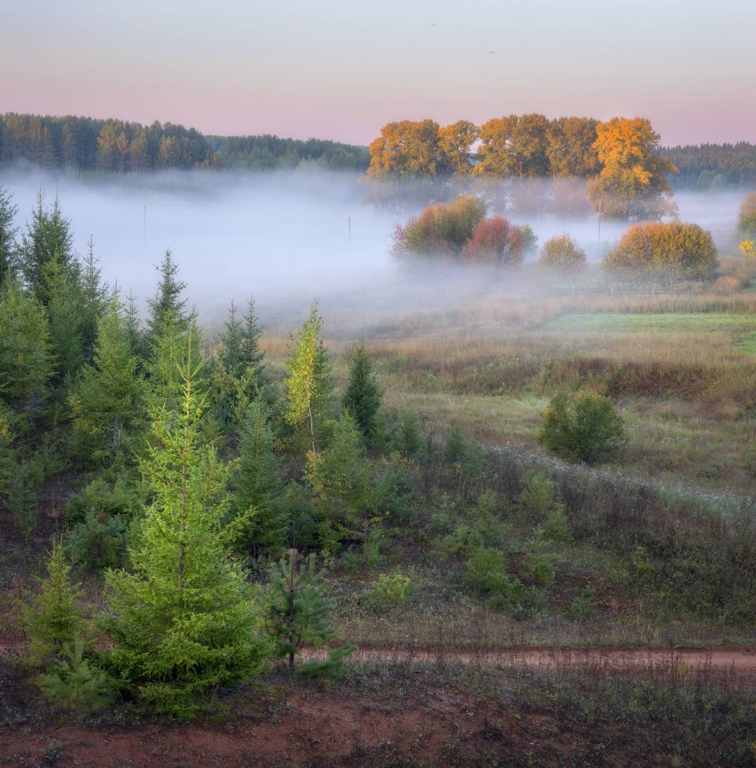 рассвет туман осень тополя утро, Сергей Буторин