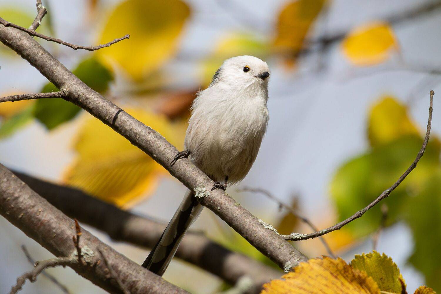 , Гильманов Артур