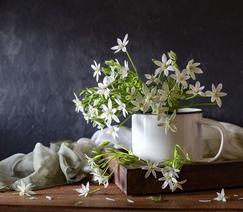 натюрморт, цветы, птицемлечник Весенний фото превью