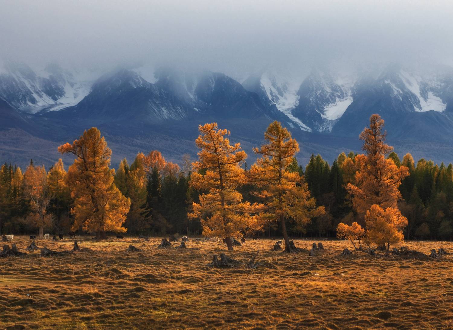 Алтай, Республика Алтай, Курай, Галина Хвостенко