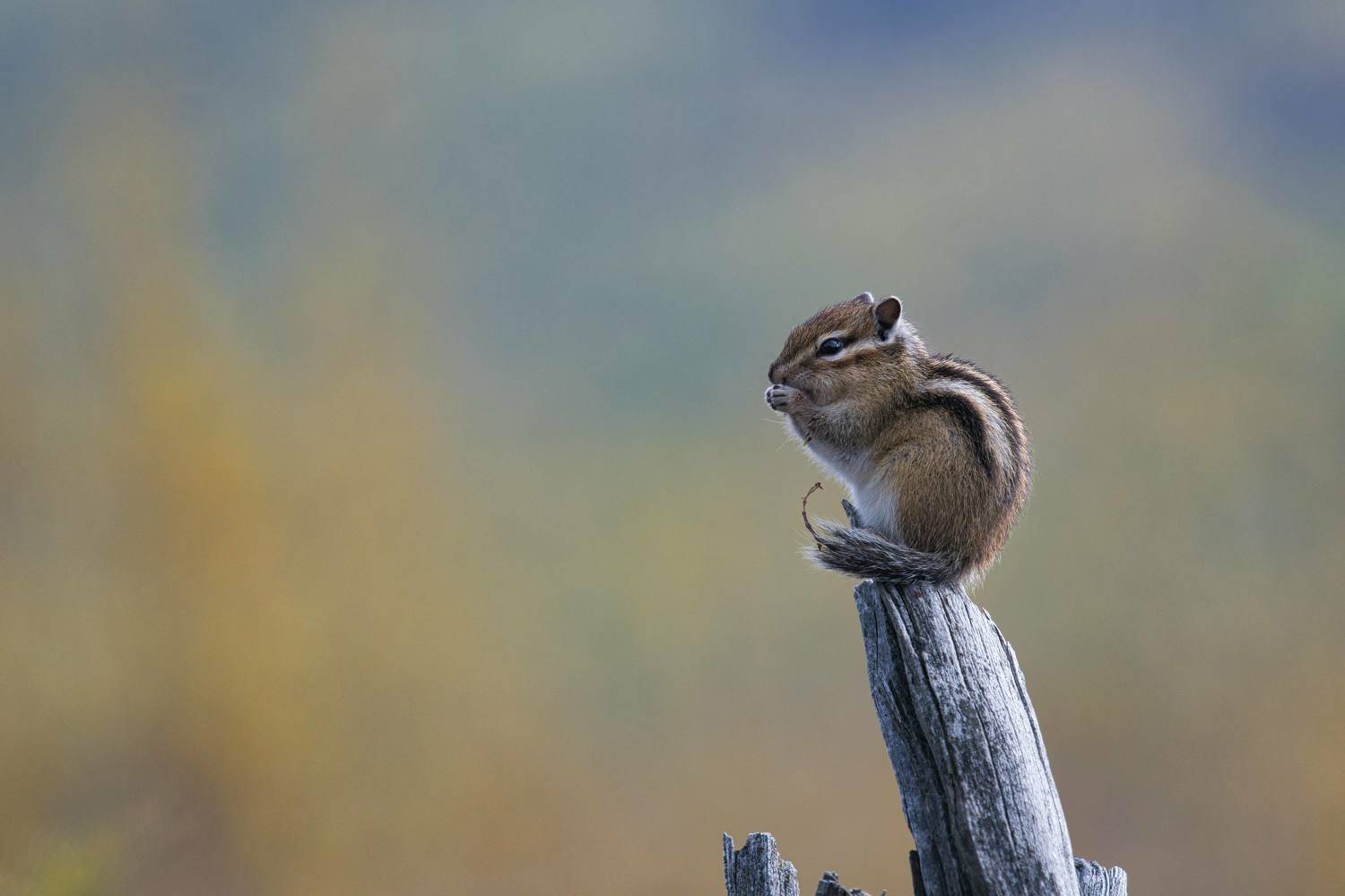 , Большаков Алексей