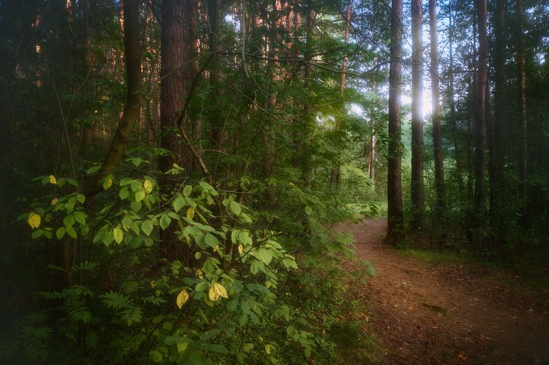 В лесу фото превью
