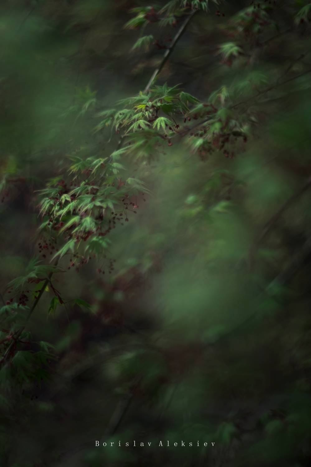 green,plant,exterior,light,dark,bokeh,tree,, Борислав Алексиев