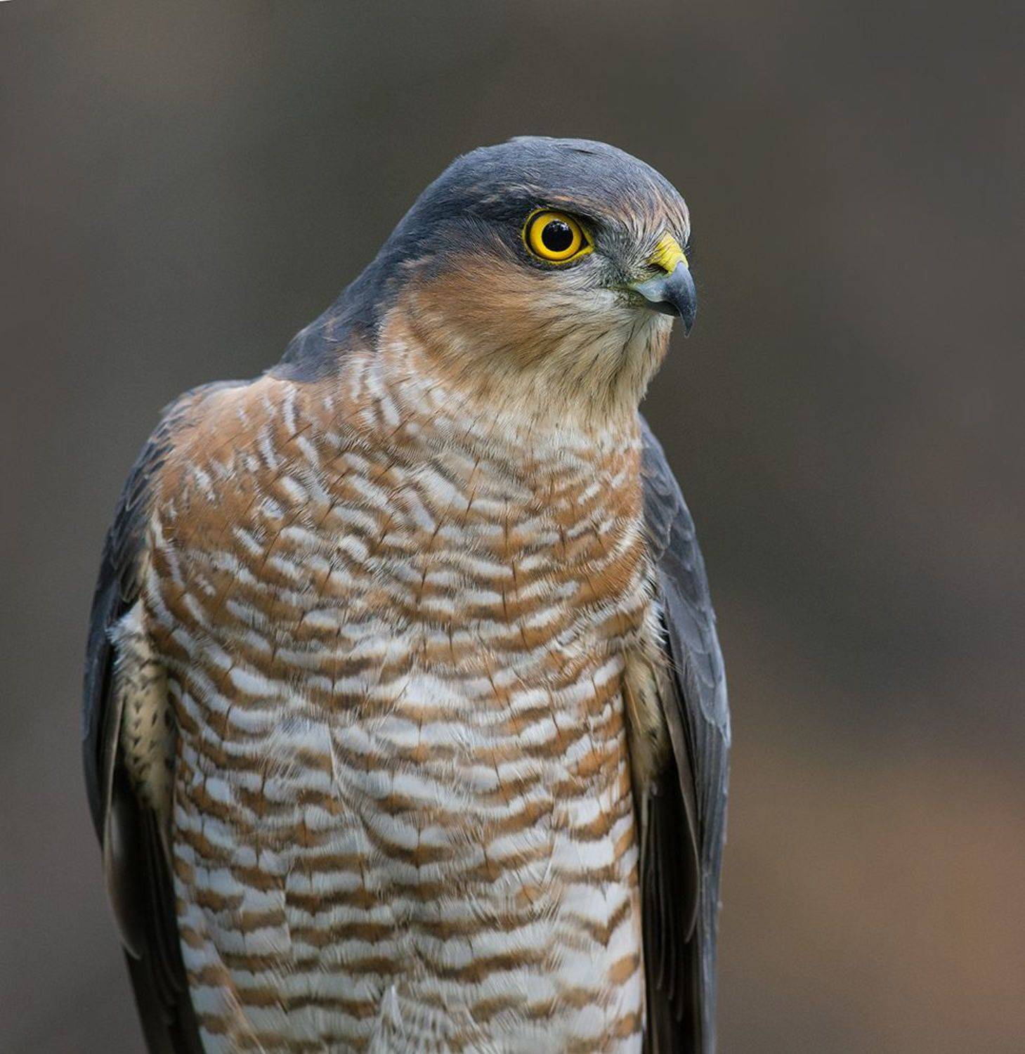 ястреб,перепелятник, самец,портрет, Иван