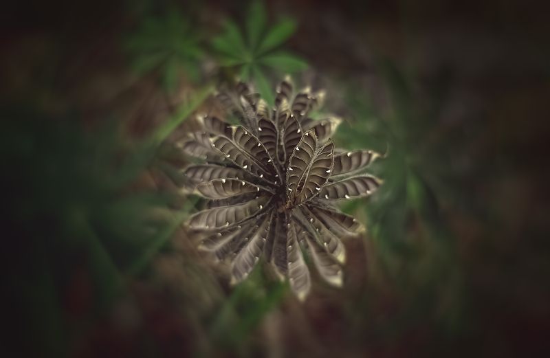 Челюсти фото превью