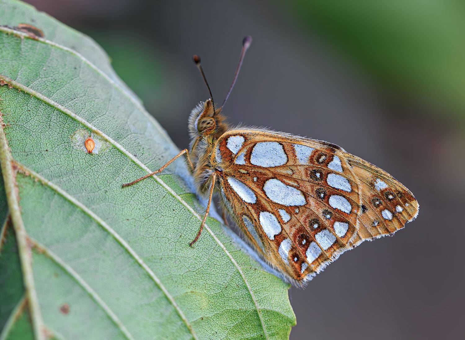насекомые, бабочка, нимфалида, перламутровка, полевая, осень, сентябрь, Борис Новиков