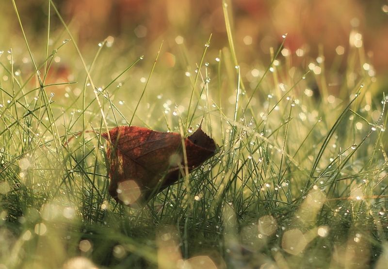 гелиос 44м4 Весна была совсем недавно.. фото превью