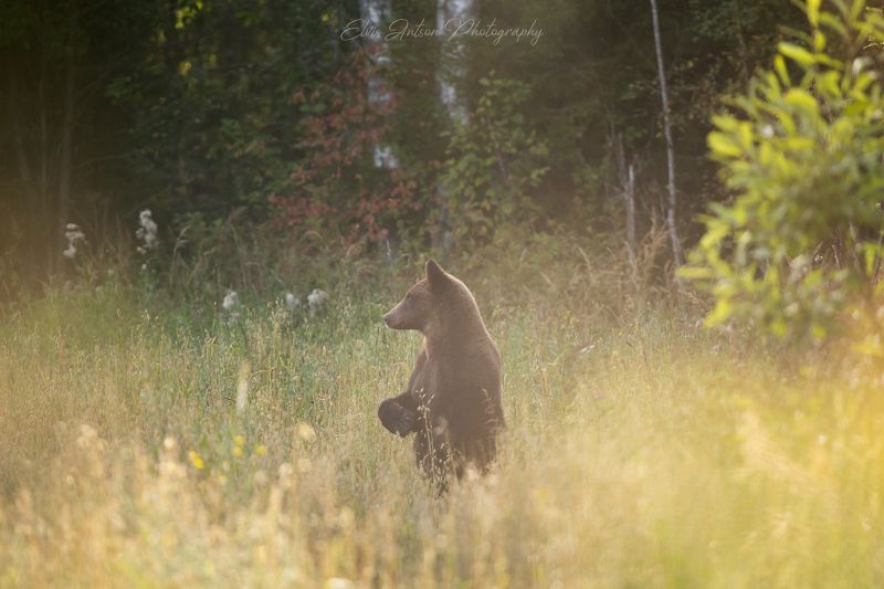 природа, медведь Хозяин тайги. фото превью