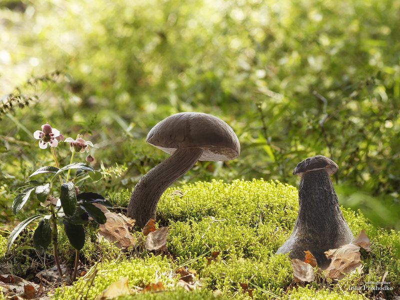 из серии Лесные сказки фото превью