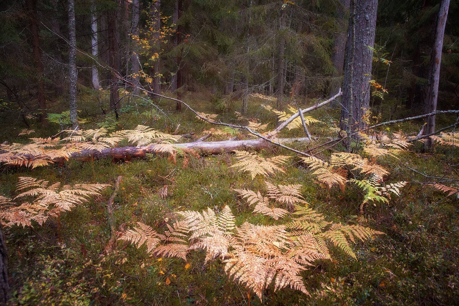 ленинградская область, осень, папоротник, карелия, карельский перешеек, Чавыкина Анастасия