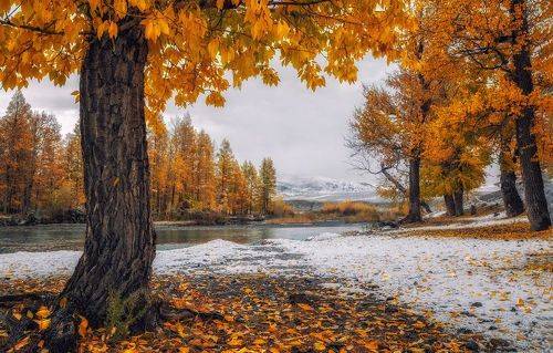 Золотые кроны тополей