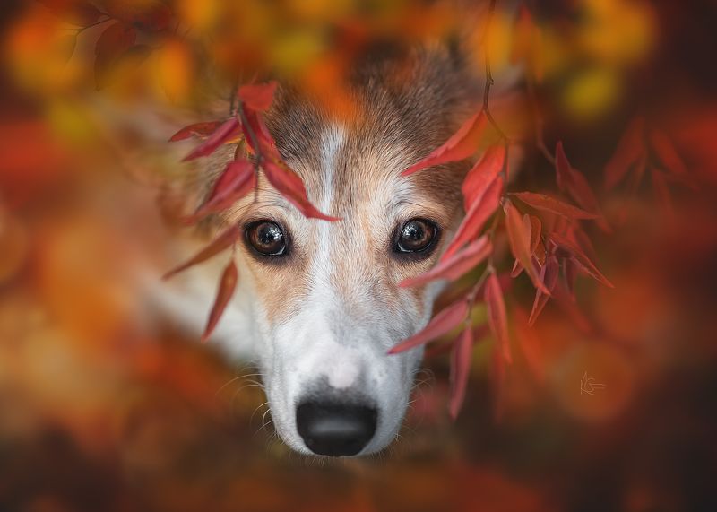 фото превью