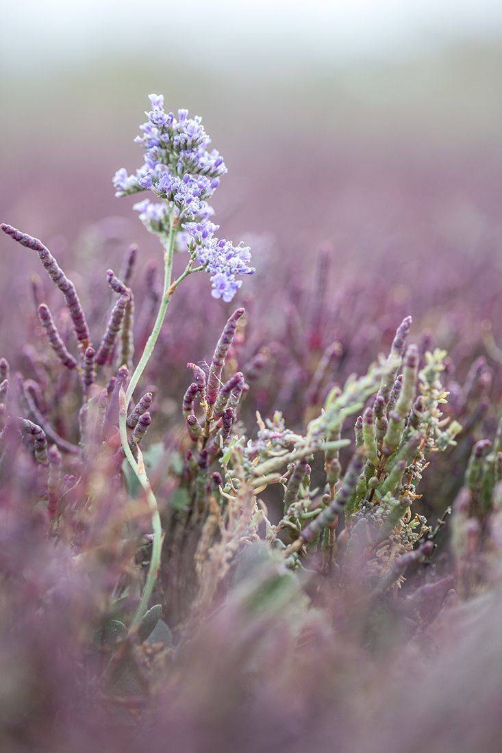 , Илья Михеев