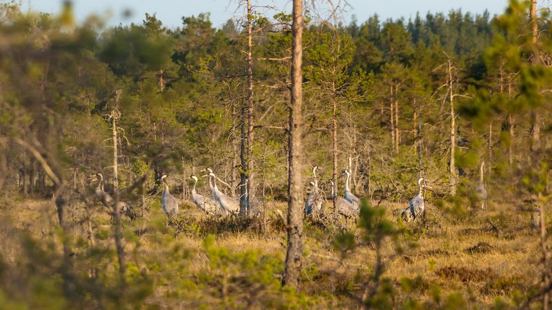 #visiteesti, #visitestonia, #visitestland, #kõnnu, #kõnnusuursoo, #bog, #estonianature, #harjumaa, #eestirabad, #soo, #estonianbogs, #grusgrus, #grus, #commoncrane, #eurasiancrane, #birdwatching, #estoniannature, #estonianbirds, #nature_of_estonia, #birdp *** фото превью