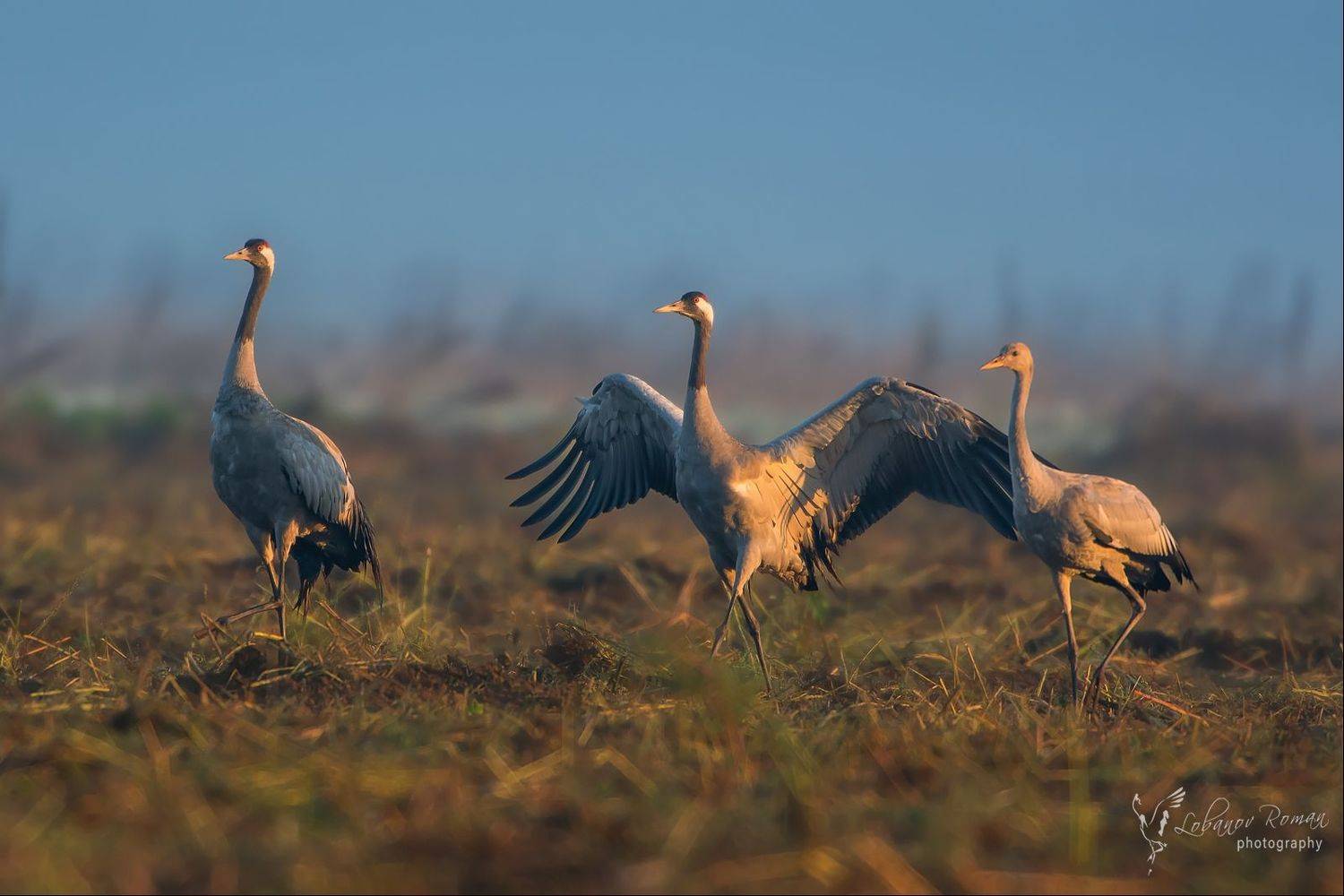 , Лобанов Роман