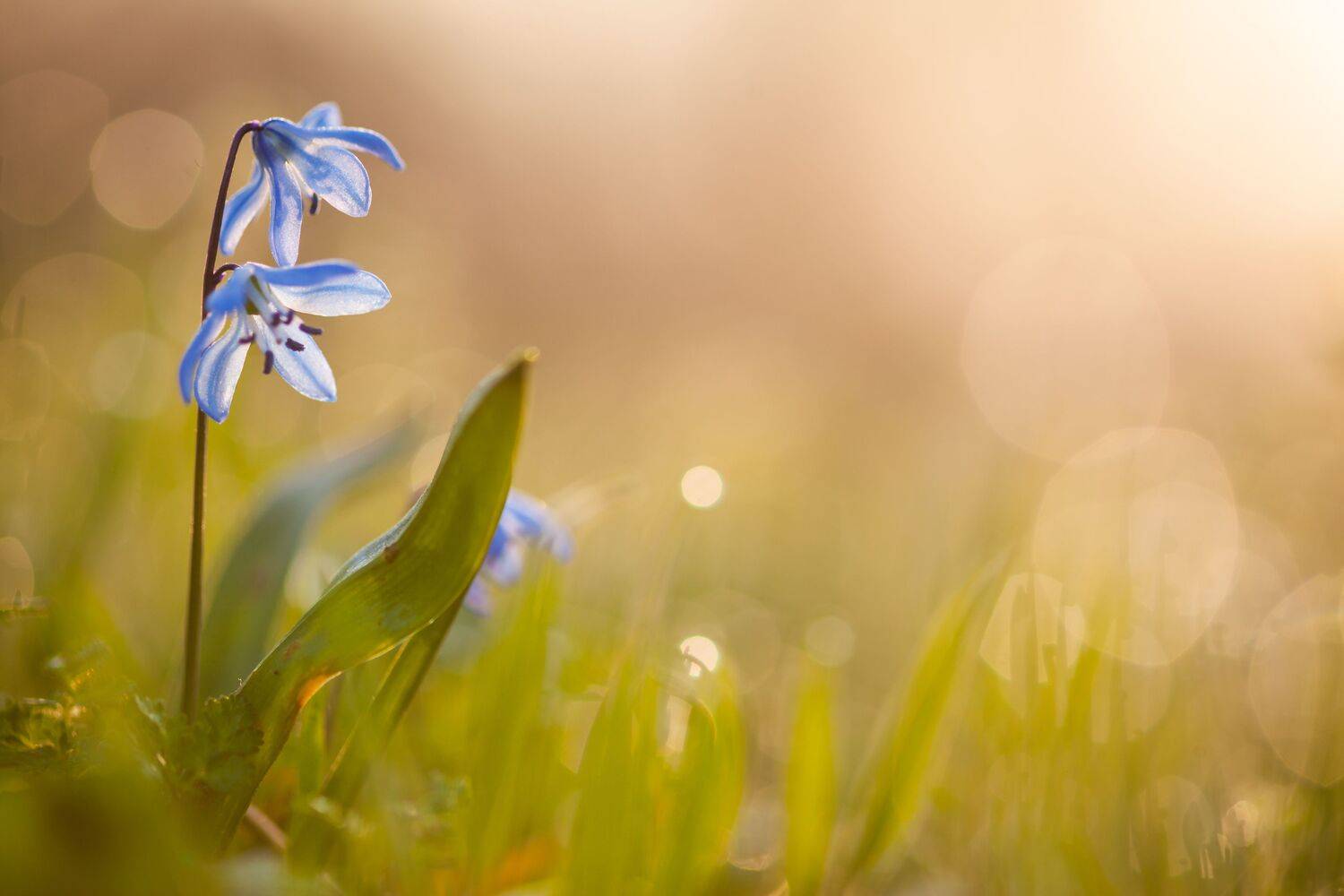 , Викулов Николай