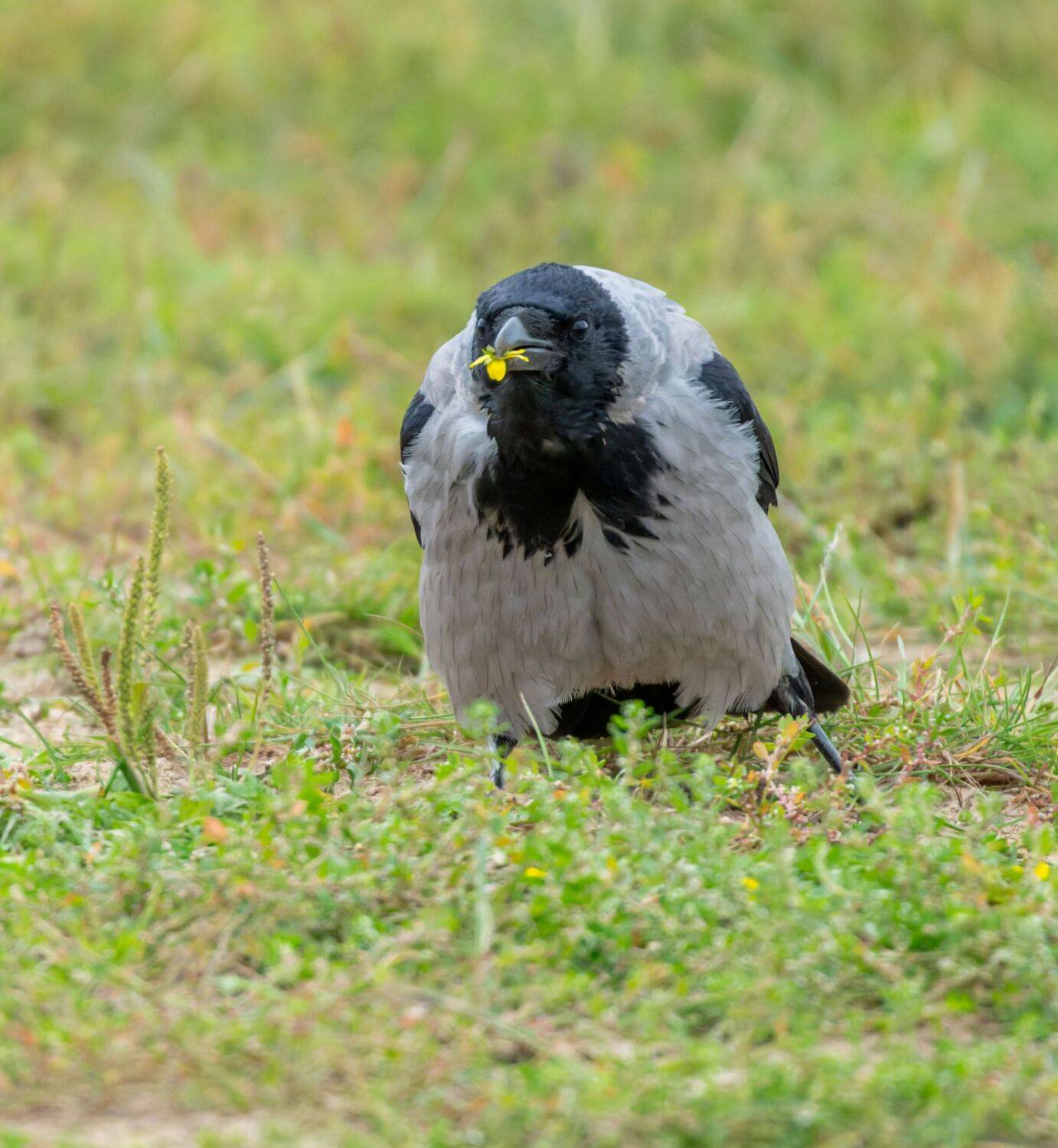 , Дэм Константин