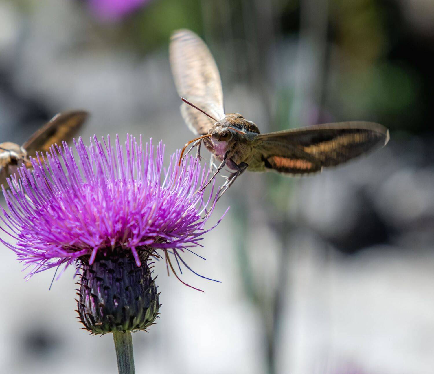 , Дэм Константин