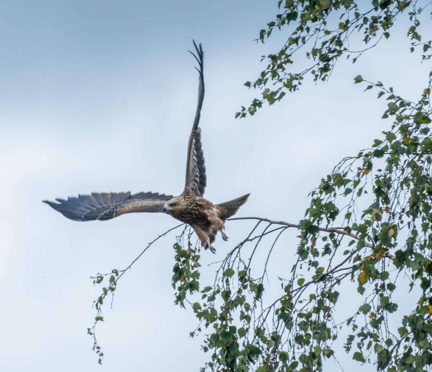 , Дэм Константин