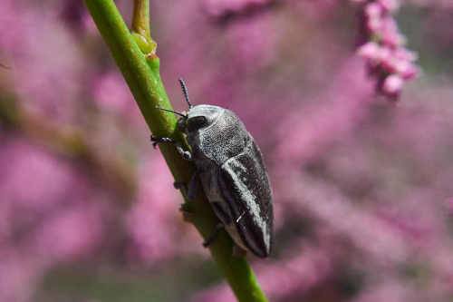 Cyphosoma tataricum
