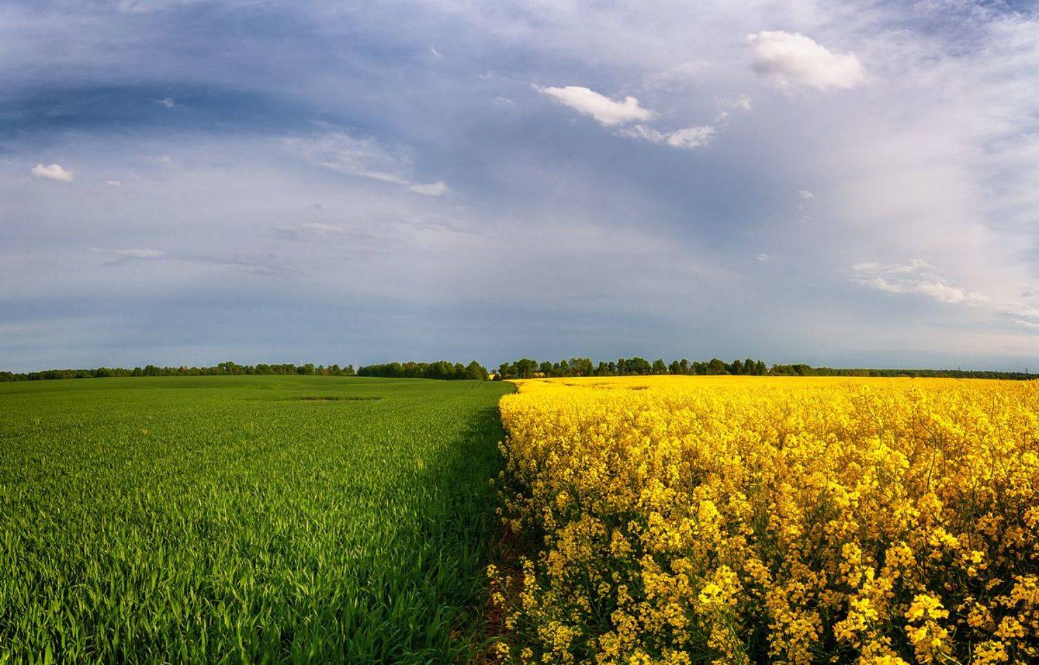 , Дима Карабинов