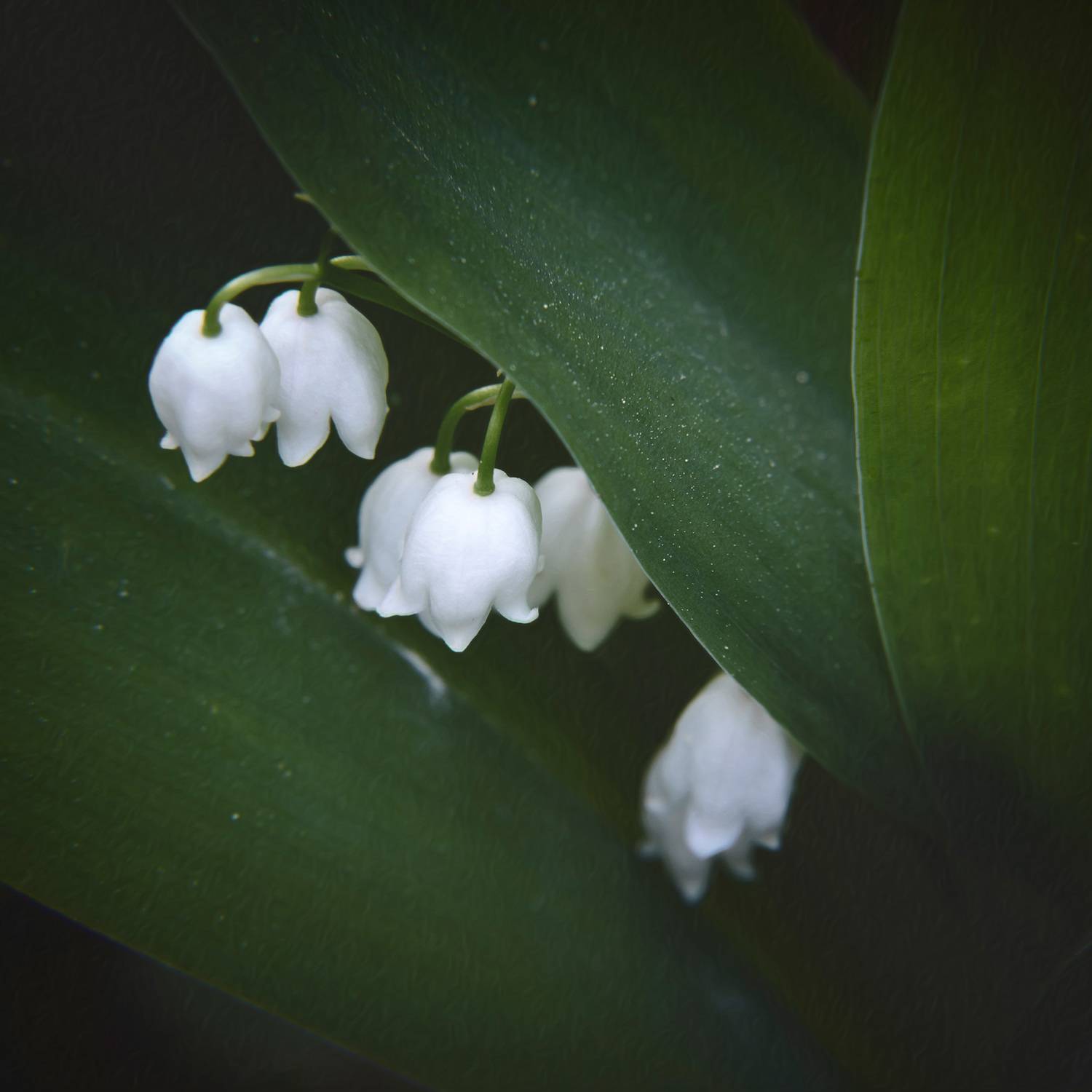ландыши, Валерий Вождаев