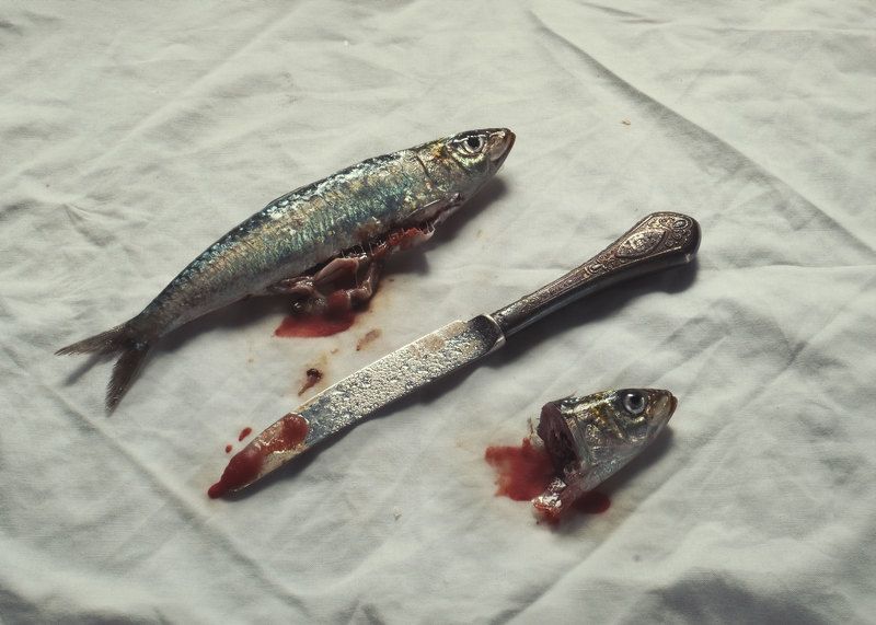 Fish фото превью