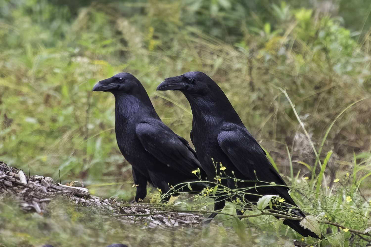 птица, ворон, самец, самка, лес, Сытина Наталия