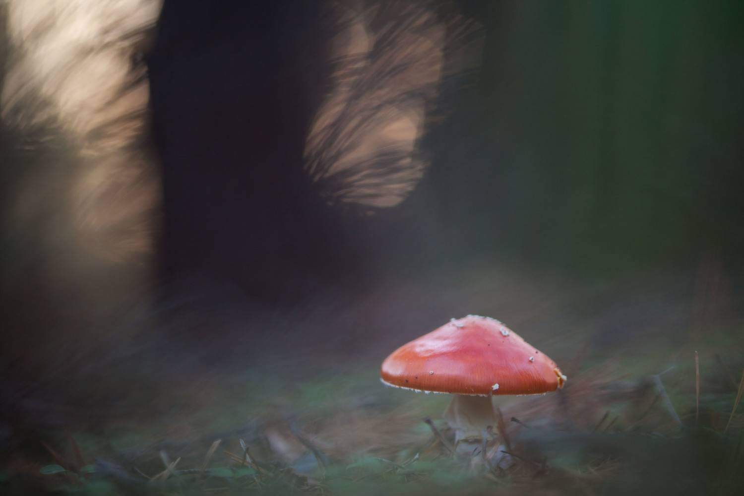 , Викулов Николай