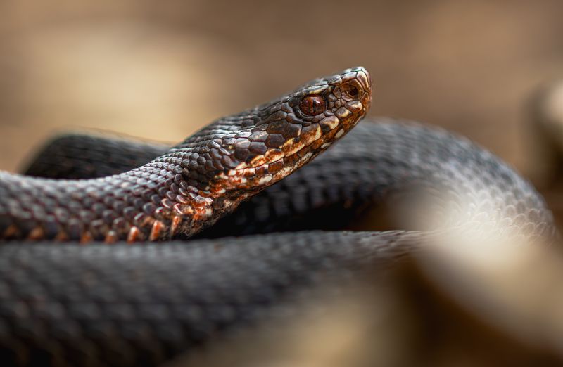 Vipera berus melanistic фото превью
