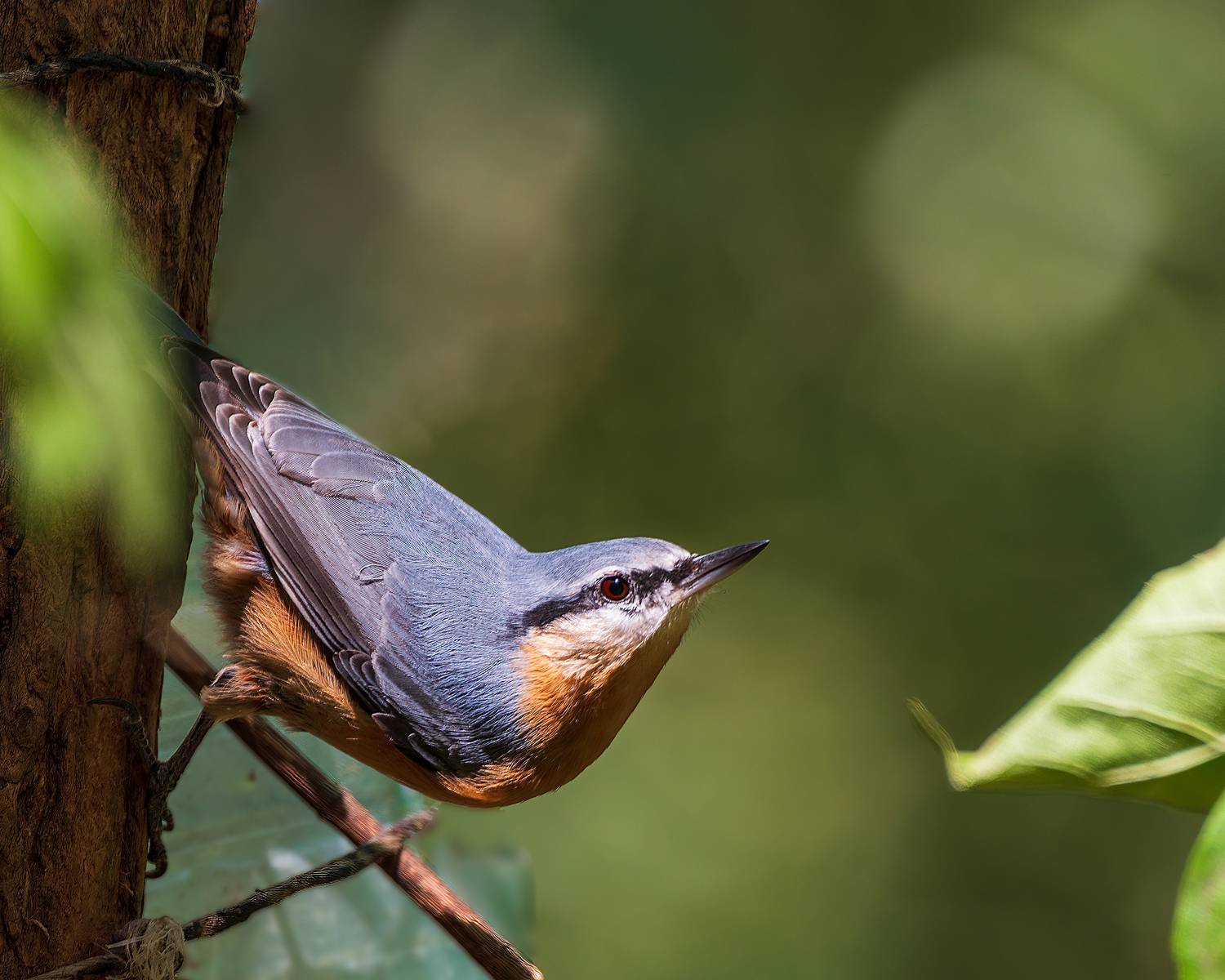 ямщик, Алексей Рыльский