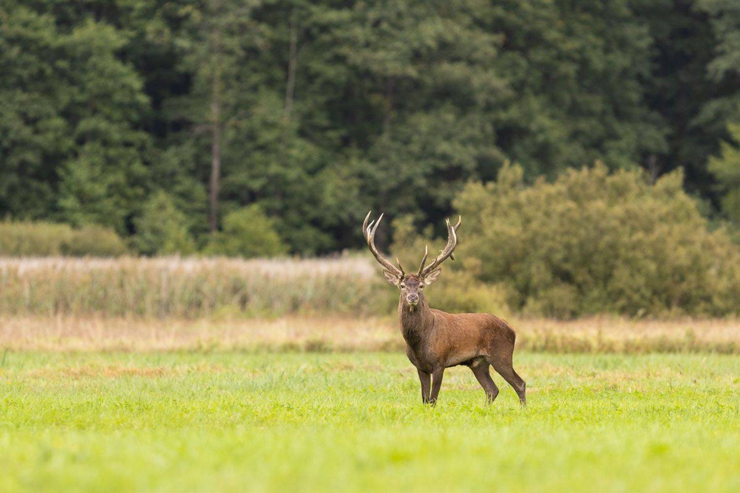 ssaki,jeleń,las,przyroda,zielen,fauna,natura, Zakrzewski Marcin