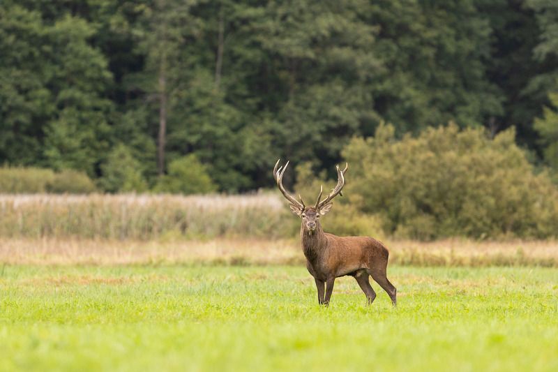ssaki,jeleń,las,przyroda,zielen,fauna,natura Byczek фото превью