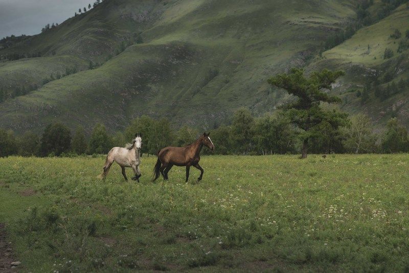 Горный Алтай фото превью