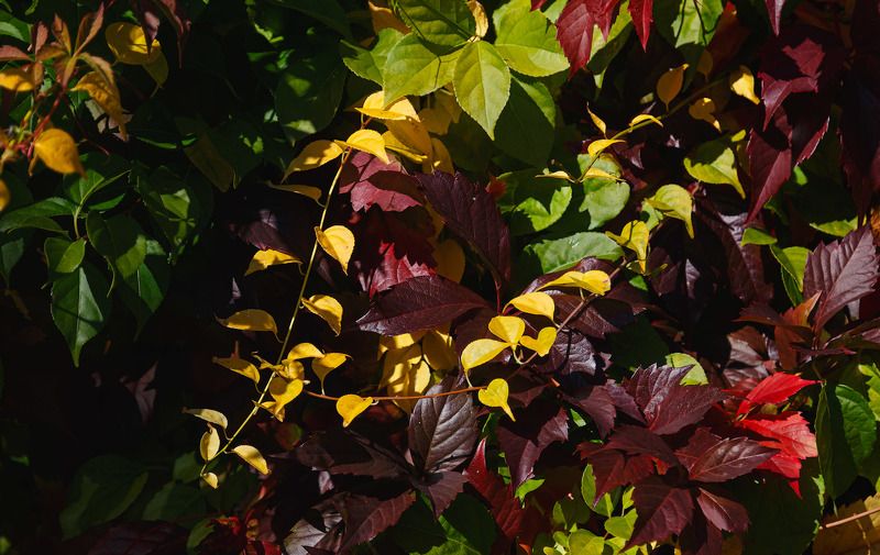 Палитра осени. фото превью