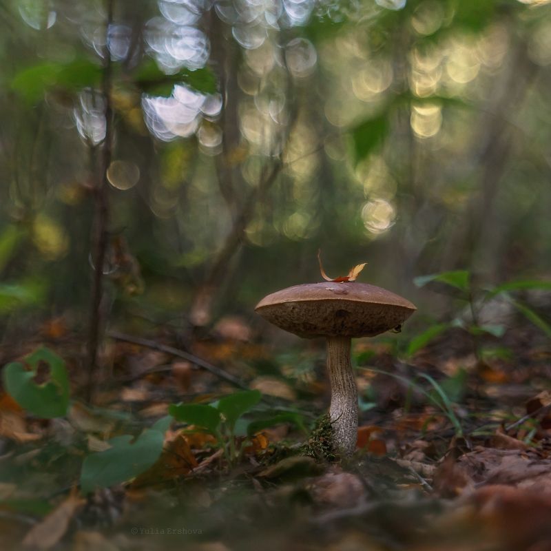 осень, гриб, подберезовик Осенняя соната для подберезовика фото превью