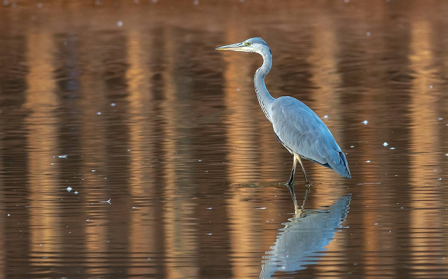 серая цапля, птицы, вечер, пруд, кормёжка, Широких Александр