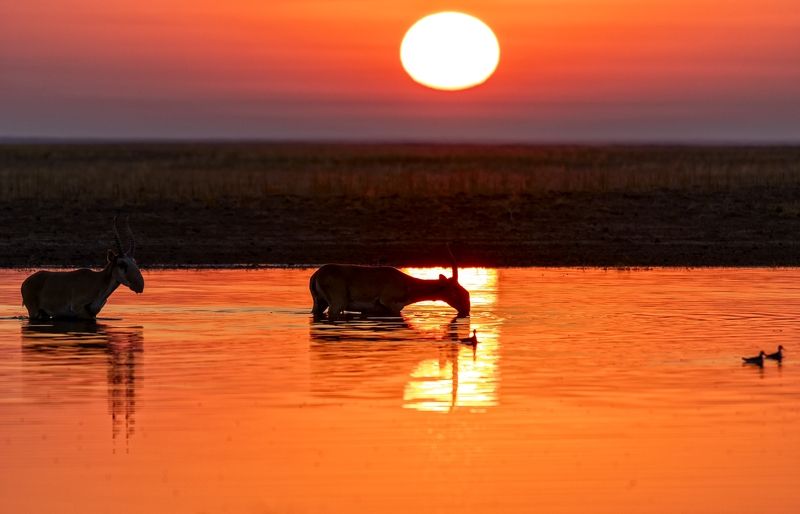 Фантастический восход с сайгаками. фото превью