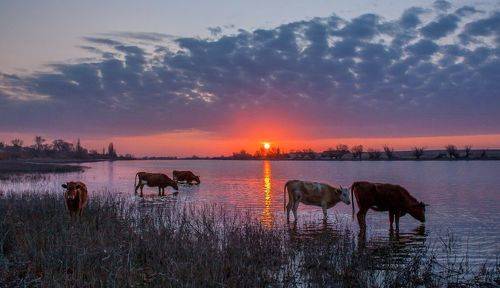 УТРО  В  ДЕРЕВНЕ