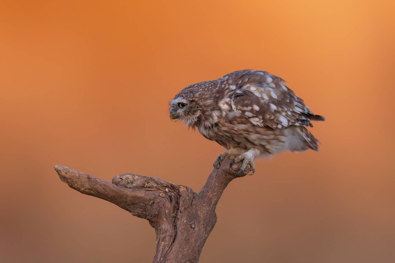 , Фруман Евгений