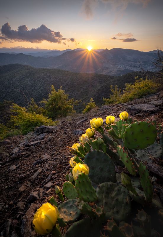 Цветение опунции фото превью