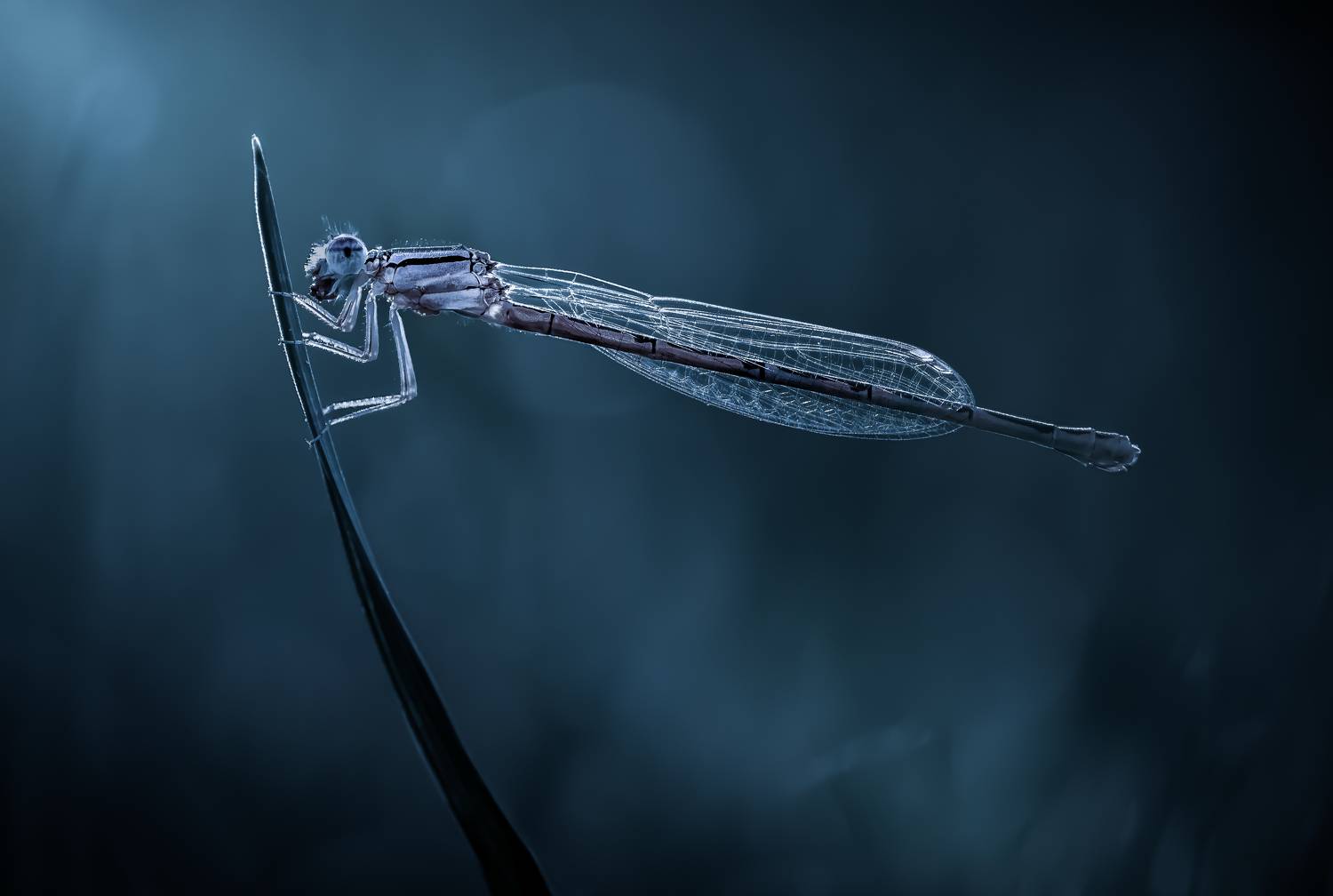 damselfly, dragonfly, insect, grass, sunset, dusk, evening, bug, macro, blade, grassland,, Atul Saluja