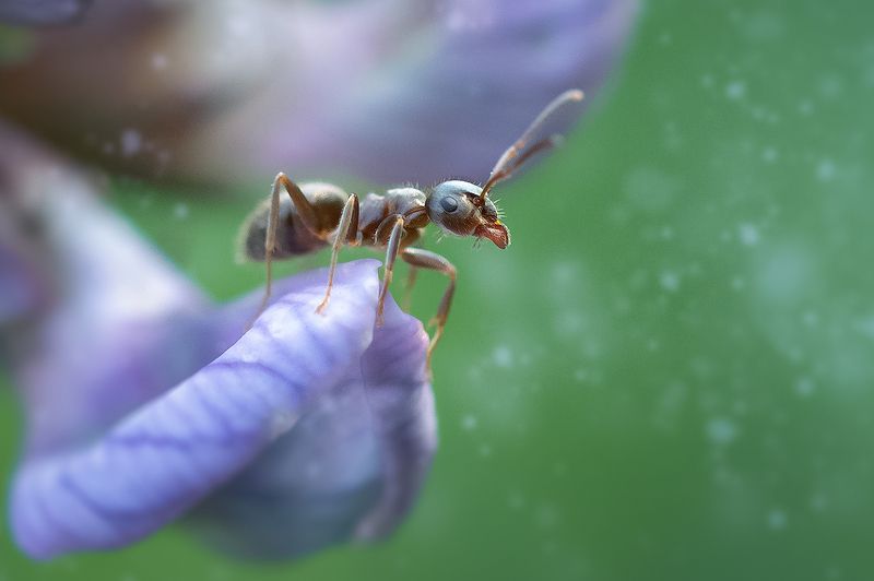 макро, муравей, ant, macro Путник цветочного мира фото превью